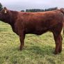 Incalf heifers @ Macroom mart on Sat. next 17th. Image 2