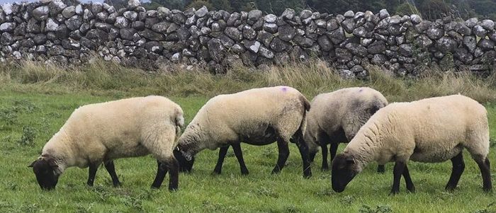 Suffolk Mule Ewe Hoggets