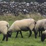 Suffolk Mule Ewe Hoggets Image 7