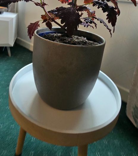 large indoor plant and pot