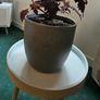 large indoor plant and pot Image 2