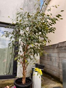 ficus