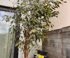 ficus