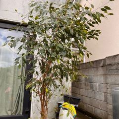 ficus