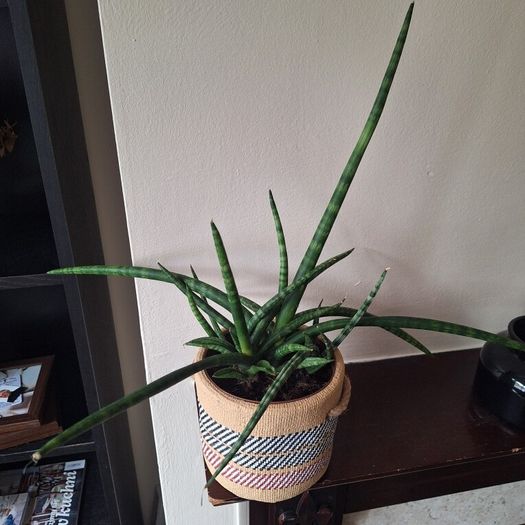 Healthy Sansevieria Cylindrica (African Spear) in  Ethnic  Pot