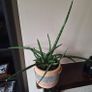 Healthy Sansevieria Cylindrica (African Spear) in  Ethnic  Pot Image 3