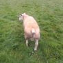 Pb registered texel hogget Image 3