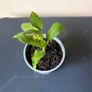 plant Image 4