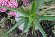 Aloe Striatula hardy aloe