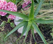 Aloe Striatula hardy aloe
