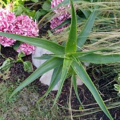 Aloe Striatula hardy aloe