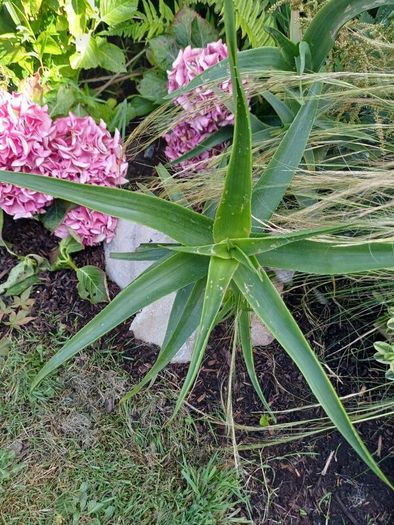 Aloe Striatula hardy aloe