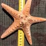 Sea star taxidermy 18cm Image 2