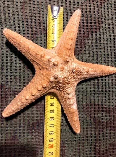 Sea star taxidermy 18cm
