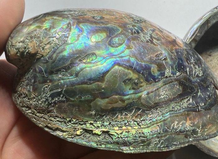 New Zealand Paua Abalone 3 Sea Shells Mother of Pearl