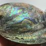 New Zealand Paua Abalone 3 Sea Shells Mother of Pearl Image 8