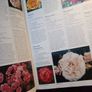 DK / The Royal Horticultural Society encyclopaedia of Roses/ Charles & Brigid Quest- Ritson / 1st edition/ 2003 Image 10