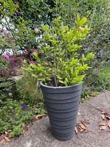 Magnolia Stellata tree