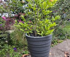 Magnolia Stellata tree