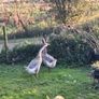 Chinese geese pair. Image 9