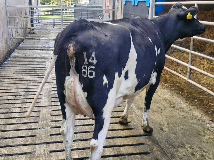 Freshly calved young cows
