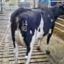 Freshly calved young cows Image 4
