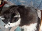 Pet/house sitting and pet walking Image 9