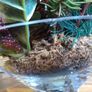 Flower Arrangement Image 5