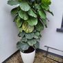 Ficus Lyrata planters x 2 Image 7