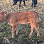 Pb Limousin cow Image 5