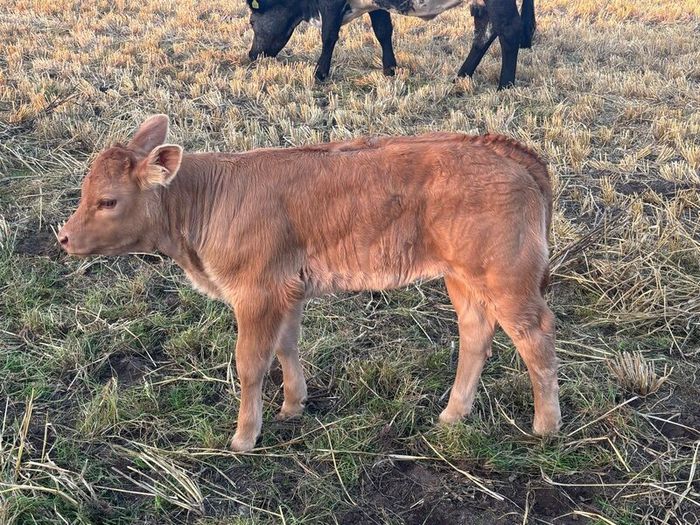 Pb Limousin cow