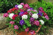 (V) Verbena Mammouth seeds 0.2g (414956)