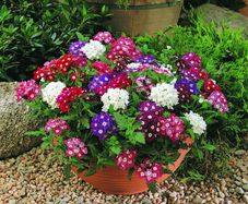 (V) Verbena Mammouth seeds 0.2g (414956)