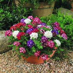 (V) Verbena Mammouth seeds 0.2g (414956)
