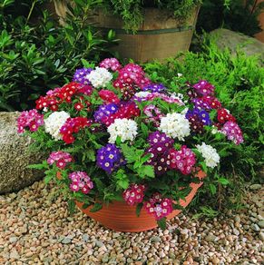 (V) Verbena Mammouth seeds 0.2g (414956)