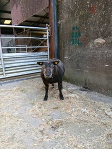 Blue Texel ram