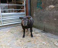 Blue Texel ram