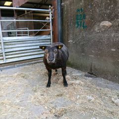 Blue Texel ram