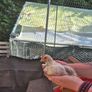 Roosters Image 7