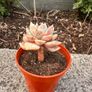 plant Image 4