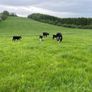 Aberdeen Angus and Angus Male Calf, Friesian Cow Image 4