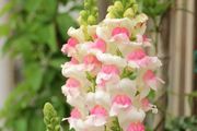 (S) Snapdragon Appleblossom Seeds 0.5g (446319)