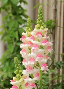 (S) Snapdragon Appleblossom Seeds 0.5g (446319)