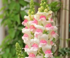 (S) Snapdragon Appleblossom Seeds 0.5g (446319)