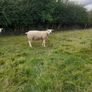 All types of Texel sheep (PBR). Image 8