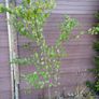 katsura tree, cercidiphyllum japonicum Image 3