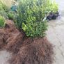 Box Hedging Image 9