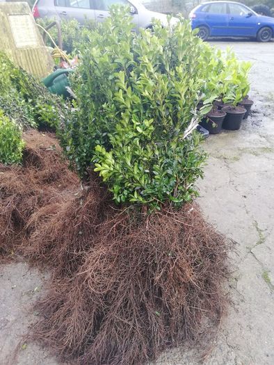 Box Hedging