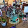plants Image 4