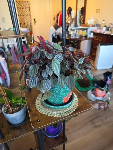 plants